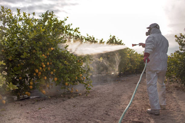 Best Termite Control Services  in Muhlenberg Rk, PA