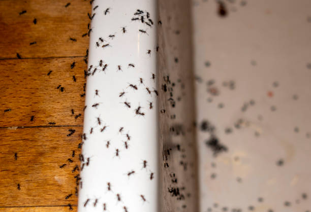 Best Best Pest Control Companies  in Muhlenberg Rk, PA