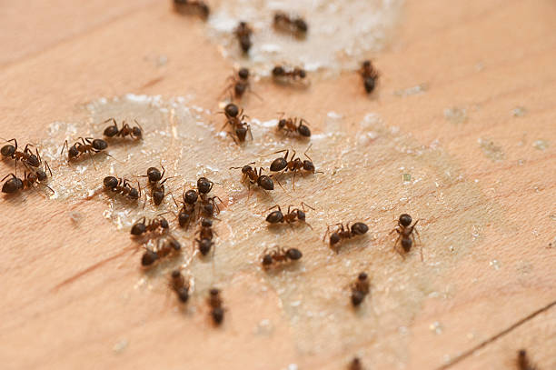 Best Local Pest Control Services  in Muhlenberg Rk, PA